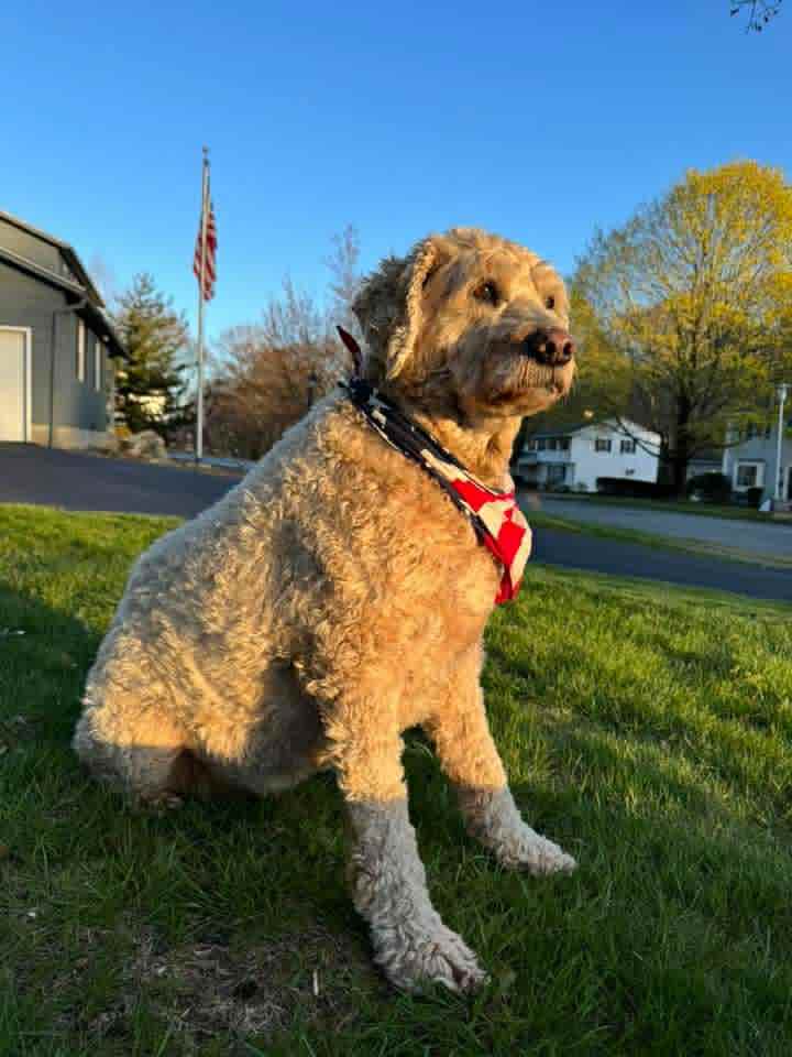 A fluffy dog sitting on grass, wearing a patriotic bandana with red, white, and blue colors, in front of a house and an American flag in the background.